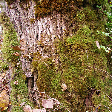 moss on maple trunk, Nooksack River 1 mile E of Maple Falls, Whatcom County, Washington