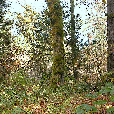 mossy trunk of bigleaf maple, Nooksack River 1 mile E of Maple Falls, Whatcom County, Washington