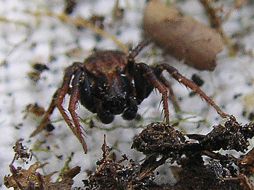 crab spider Ozyptila pacifica female, Nooksack River 1 mile E of Maple Falls, Whatcom County, Washington