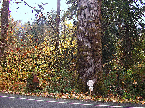 roadside riparian forest, Nooksack River 1 mile E of Maple Falls, Whatcom County, Washington