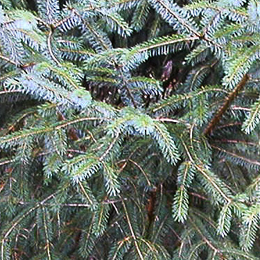 sitka spruce foliage, Nooksack River 1 mile E of Maple Falls, Whatcom County, Washington