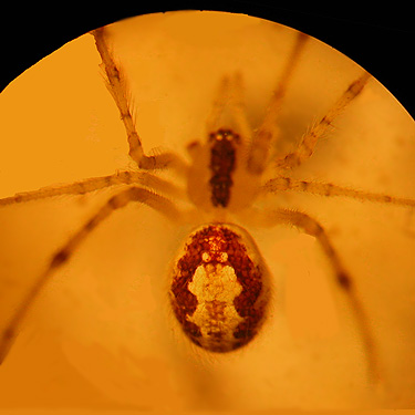 Theridion varians spider female from Nooksack River 1 mile E of Maple Falls, Whatcom County, Washington