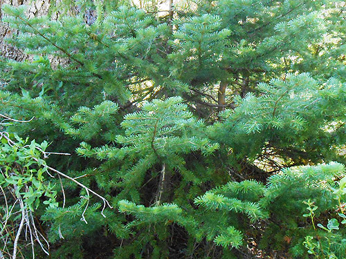 foliage of true fir Abies, North meadow, Tucquala Meadows Trail, Kittitas County, Washington
