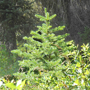 young true fir tree Abies, North meadow, Tucquala Meadows Trail, Kittitas County, Washington