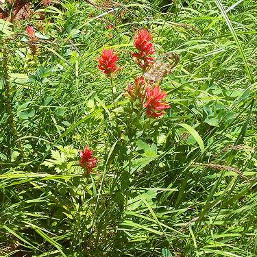 red Castilleja flower in North meadow, Tucquala Meadows Trail, Kittitas County, Washington
