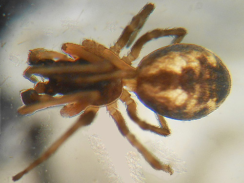 male Dictyna spider from North meadow, Tucquala Meadows Trail, Kittitas County, Washington