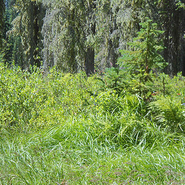 edge of meadow, North meadow, Tucquala Meadows Trail, Kittitas County, Washington