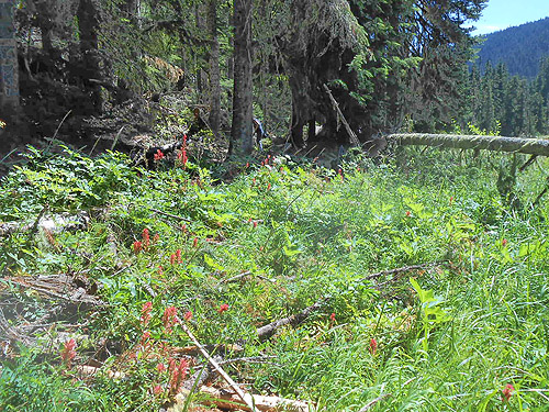 Edge of meadow is floral in places, North meadow, Tucquala Meadows Trail, Kittitas County, Washington