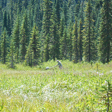 Jerry Austin in North meadow, Tucquala Meadows Trail, Kittitas County, Washington