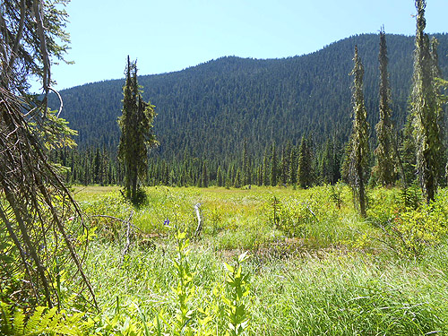 North meadow, Tucquala Meadows Trail, Kittitas County, Washington