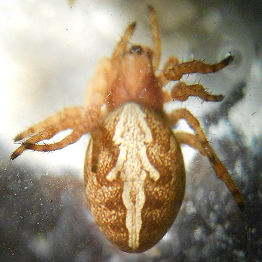 orbweaver Aculepeira packardii from mid meadow, North meadow, Tucquala Meadows Trail, Kittitas County, Washington