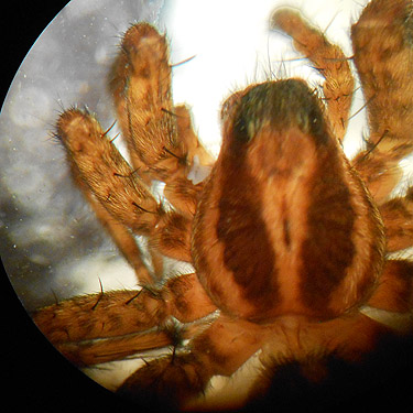 carapace of Pardosa from North meadow, Tucquala Meadows Trail, Kittitas County, Washington