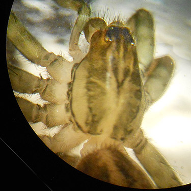 Pirata piraticus spider from North meadow, Tucquala Meadows Trail, Kittitas County, Washington
