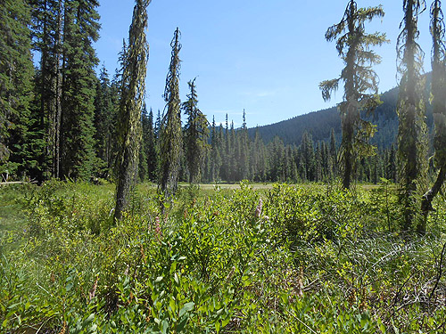 shrubby area away from edge, North meadow, Tucquala Meadows Trail, Kittitas County, Washington
