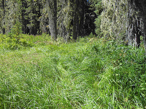 sedge in North meadow, Tucquala Meadows Trail, Kittitas County, Washington