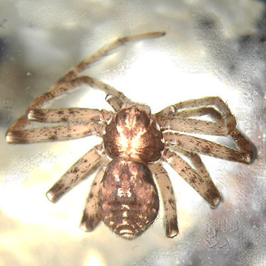 spider Philodromus spectabilis from conifer foliage, North meadow, Tucquala Meadows Trail, Kittitas County, Washington
