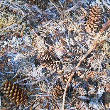 fallen cones of Engelmann spruce, North meadow, Tucquala Meadows Trail, Kittitas County, Washington