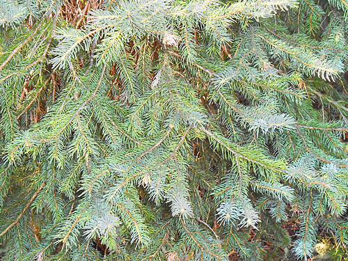 foliage of Engelmann spruce, North meadow, Tucquala Meadows Trail, Kittitas County, Washington