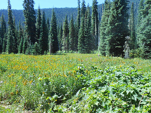 South Tucquala Meadow at Tucquala Meadows Trailhead, Kittitas County, Washington