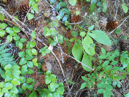 understory and Douglas-fir cones by trail, North meadow, Tucquala Meadows Trail, Kittitas County, Washington