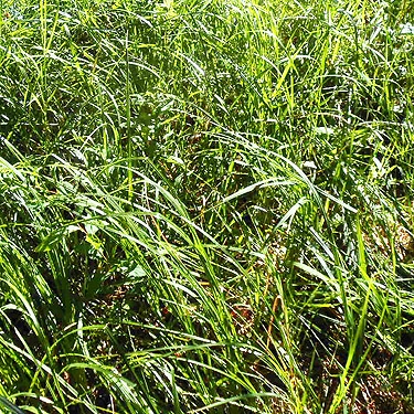 North meadow, Tucquala Meadows Trail, Kittitas County, Washington