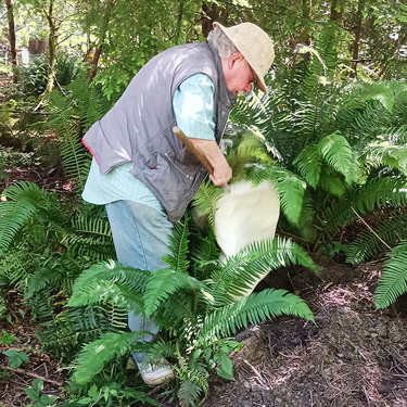 Rod Crawford beating ferns, Odd Fellows Cemetery south of Raymond, Washington