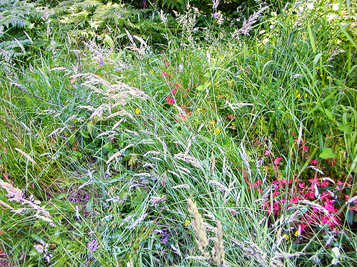 colorful grass stand at Odd Fellows Cemetery south of Raymond, Washington