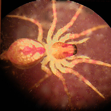 Dirksia cinctipes spider from understory, Odd Fellows Cemetery south of Raymond, Washington
