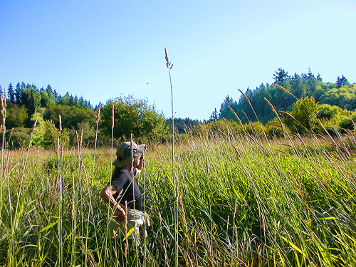 Dolly Owen in marsh, Skidmore Slough near South Bend, Washington