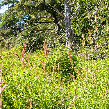 edge of marsh, Skidmore Slough near South Bend, Washington