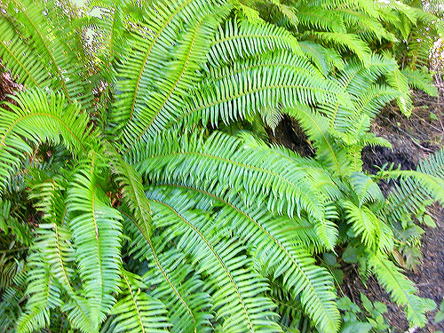 sword fern understory, Odd Fellows Cemetery south of Raymond, Washington
