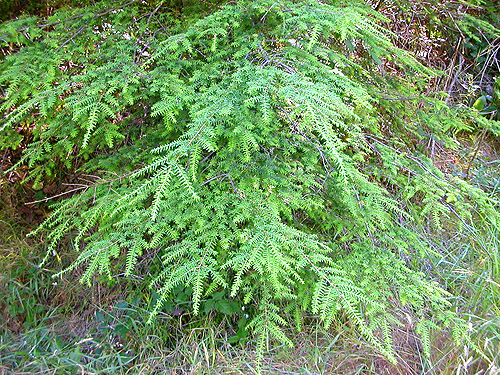 western hemlock foliage, near Odd Fellows Cemetery south of Raymond, Washington