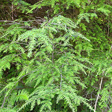 western hemlock foliage, near Odd Fellows Cemetery south of Raymond, Washington