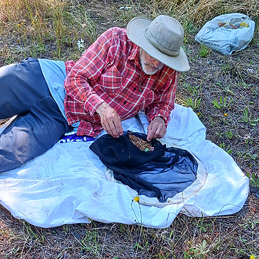 Jerry Austin sorting conifer beat sample, near Odd Fellows Cemetery south of Raymond, Washington