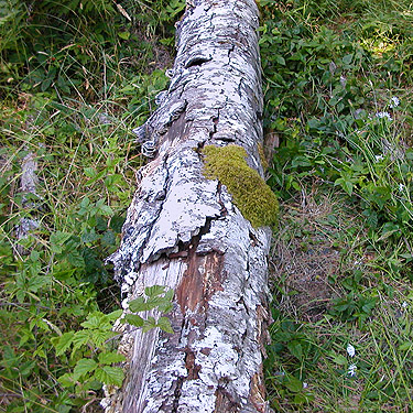 log with loose bark, near Odd Fellows Cemetery south of Raymond, Washington