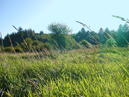 tidal marsh, Skidmore Slough near South Bend, Washington