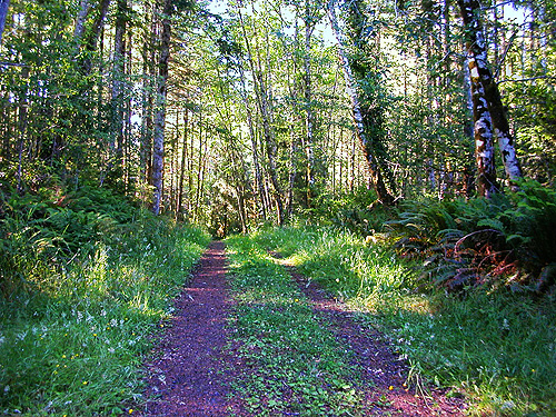 dirt road through forest, Odd Fellows Cemetery south of Raymond, Washington