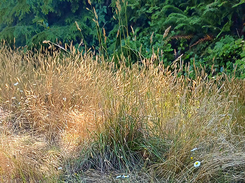 grassy field at road junction, near Odd Fellows Cemetery south of Raymond, Washington