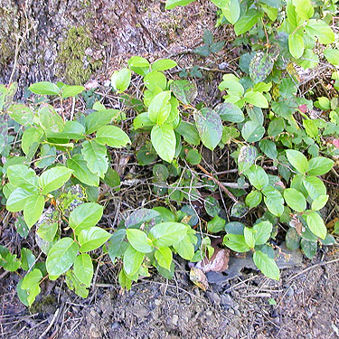 salal understory in shade, Odd Fellows Cemetery south of Raymond, Washington