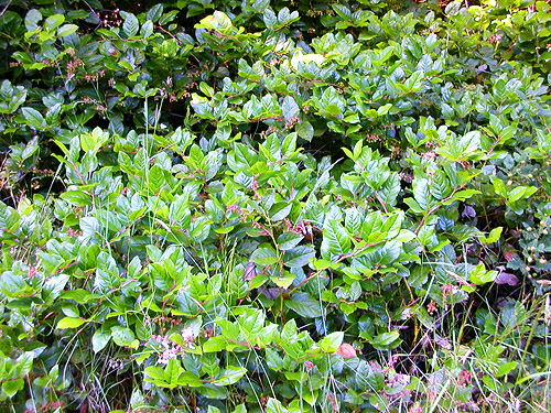 salal in sun, Odd Fellows Cemetery south of Raymond, Washington