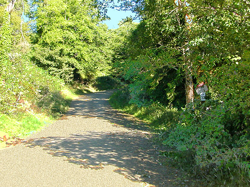 access road to Skidmore Slough near South Bend, Washington