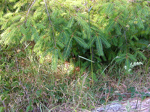Sitka spruce foliage, near Odd Fellows Cemetery south of Raymond, Washington
