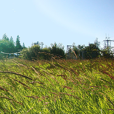 power substation in marsh, Skidmore Slough near South Bend, Washington