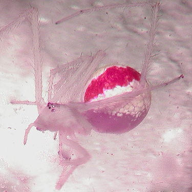 female spider Theridion californicum from Odd Fellows Cemetery south of Raymond, Washington