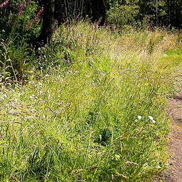 grassy roadside verge, Odd Fellows Cemetery south of Raymond, Washington