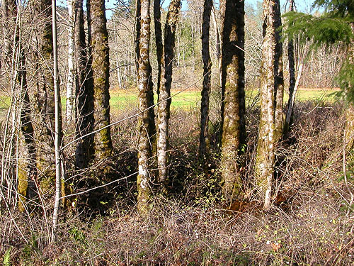 autumn alder trees, Whitehorse Trail 3 miles E of Oso, Snohomish County, Washington