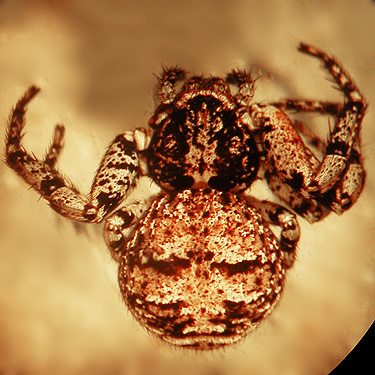 crab spider Bassaniana utahensis from C Post Road Bridge, 5 miles E of Oso, Snohomish County, Washington