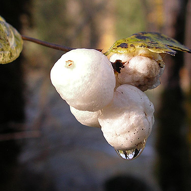 snowberries, Symphoricarpos albus, Whitehorse Trail 3 miles E of Oso, Snohomish County, Washington