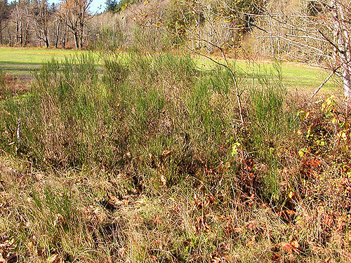 scots broom Cytisus scoparius, Whitehorse Trail 3 miles E of Oso, Snohomish County, Washington