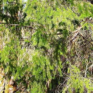 Douglas-fir foliage, Whitehorse Trail 3 miles E of Oso, Snohomish County, Washington